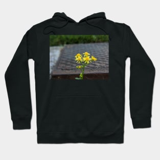 Yellow Flowers Growing in Gutter 1 Hoodie